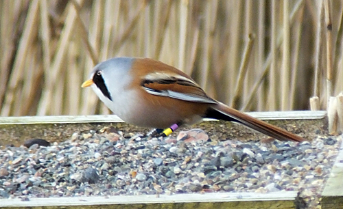 Bearded Tit